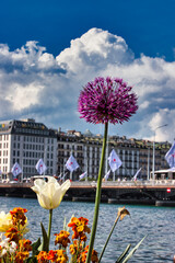 Photo de fleur devant le pont du Mont-Blanc à Genève