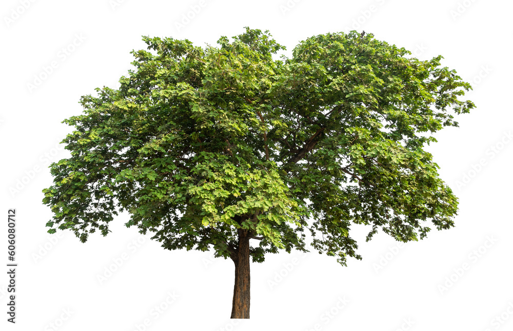 Poster Green tree isolated on transparent background with clipping path and alpha channel.