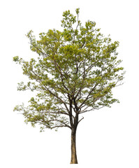 tree isolated on transparent background with clipping path and alpha channel.
