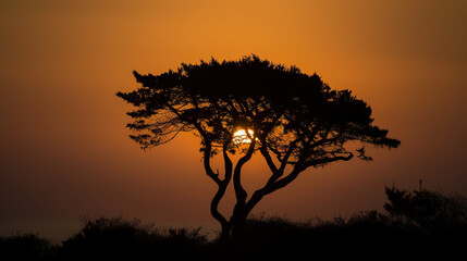 Fototapeta na wymiar The sun is setting behind a tree in a field. AI generative image