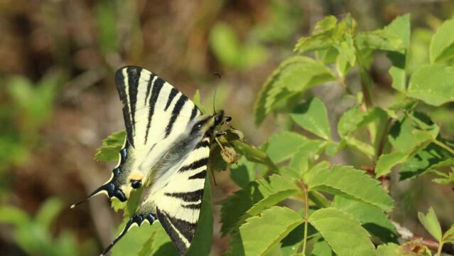 M&auml;nnlicher Segelfalter (Iphiclides podalirius) auf Wildrose