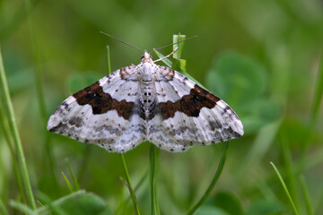 Schwarzbraunbinden-Blattspanner (Xanthorhoe montanata)