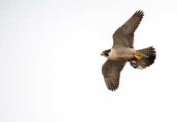 Peregrine falcon with a small bird prey in its talons flying back to her nest on the cliffs of San Pedro, California