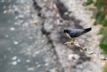 Peregrine falcon mooting in San Pedro, California - obrazy, fototapety, plakaty