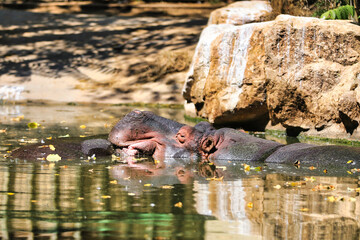 Photo Hippo Zoo