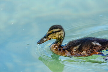 Side view of Anas platyrhynchos duckling