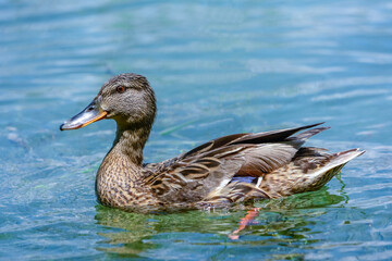 Side view of female duck Anas platyrhynchos