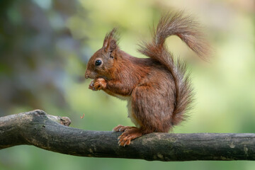 Hungry red squirrel (Sciurus vulgaris) eating a nut on a branch. Noord Brabant in the Netherlands.           