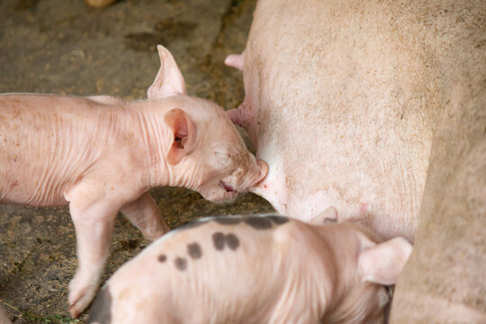Piglets on a farm are soiled, feeding on their mother's milk.
