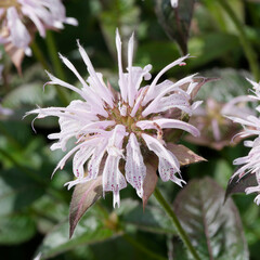 (Monarda 'Neon') Close up of an attractive pink scarlet flower of Bee balm with long ovate and...