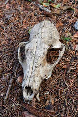 skull of an red fox lying on the forest floor