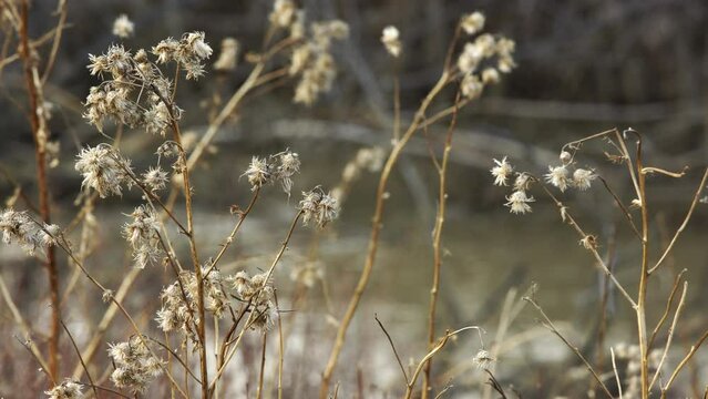 Dried seed heads on waving stalks in afternoon light as muddy creek flows