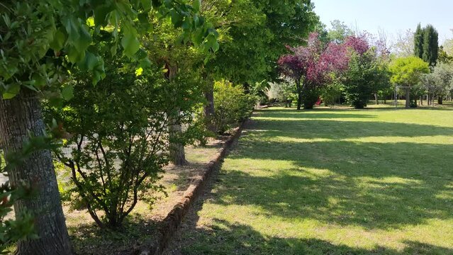 Rosa nel parco in primavera