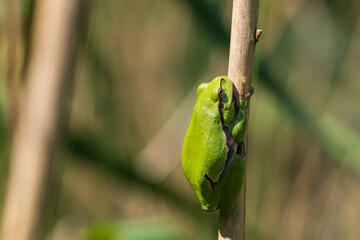 Hyla arborea - Green tree frog on a stalk. The background is green. The photo has a nice bokeh. Wild photo