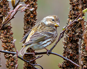 Purple Finch Photo and Image.  Female close-up rear view perched on a branch with dried mullein stalks plant background in its habitat. Finch Picture.
