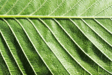 Green leaf texture. Natural enviroment vibrant background. Plant macro veins pattern. Backlight...
