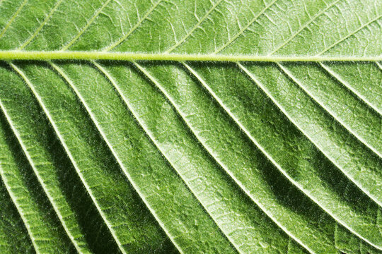 Green leaf texture. Natural enviroment vibrant background. Plant macro veins pattern. Backlight texture. Nature background. Closeup details of a leaf.