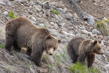 Fototapeta na wymiar Grizzly Bear Sow and Cub in Wyoming in Springtime