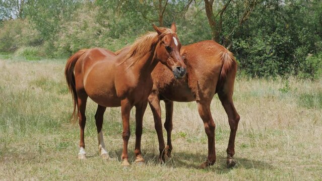 Wild Mustang Horse family with a new born in Spain, Barcelona. 