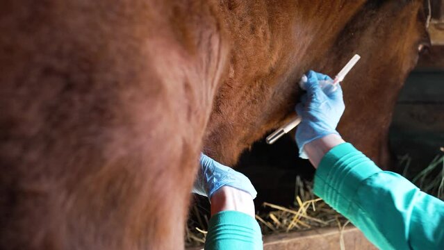 Veterinarian takes blood from the cow from the neck for analysis, close-up hands