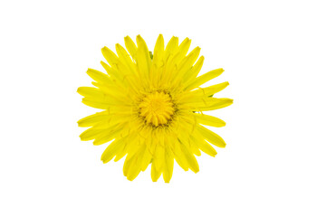 dandelion flower on a transparent isolated background. png