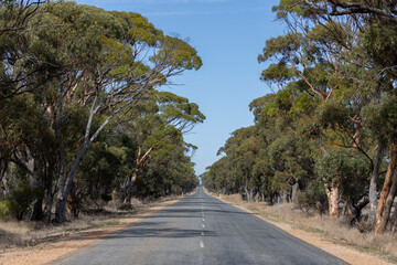 travel australia, empty road leading straight forwards left and right framed with trees 
