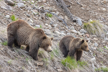 Grizzly Bear Sow and Cub in Wyoming in Springtime