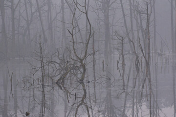 Tote Bäume im Wasser stehen im dichten Nebel und spiegeln sich