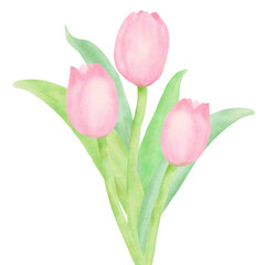 Tulips bouquet hand drawn water color illustration