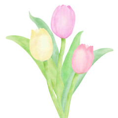 Tulips bouquet hand drawn water color illustration