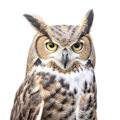 a Great-Horned Owl portrait, a nocturnal bird of prey, piercing eyes, Nature-themed, photorealistic illustrations in a PNG, cutout, and isolated. Generative AI
