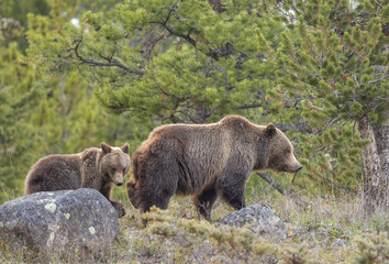 Grizzly Bear Sow and Cub in Wyoming in Springtime