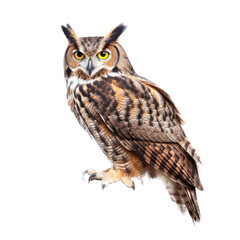 Obraz premium a Great-Horned Owl sitting, full body portrait, a nocturnal bird of prey, piercing eyes, Nature-themed, photorealistic illustrations in a PNG, cutout, and isolated. Generative AI