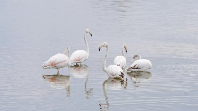 White flamingoes reflected in the waters of Lake in Spain, Catalonia, wild nature bird life. 