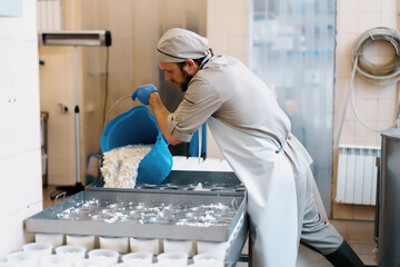 cheese maker pours fresh cheese into molds for making brie cheese craft cheese production