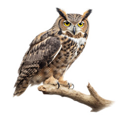 a Great-Horned Owl sitting, full body portrait, a nocturnal bird of prey, piercing eyes, Nature-themed, photorealistic illustrations in a PNG, cutout, and isolated. Generative AI