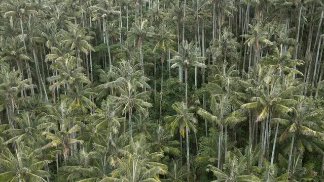 Bosque de palma de cera Colombia