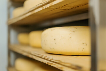 Heads of cheese on wooden shelves in cheese ripening warehouse Concept of production of delicious...