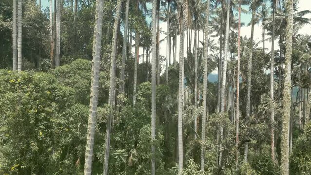 Bosque de palma de cera Colombia