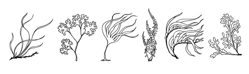 Seaweed linear sketch set.Vector graphics.