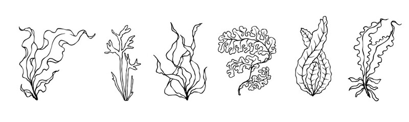 Seaweed linear sketch set.Vector graphics.