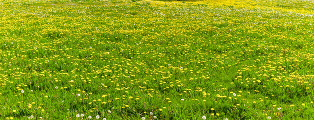 Frühlingswiese mit Gelben Löwenzahnblüten im Frühling