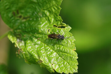 Fototapeta premium Macrophya albicincta/alboannulata