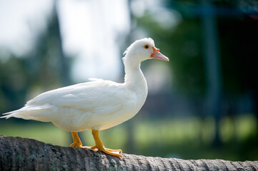 white Pekin duck stand on coconut palm trunk on green blur nature bokeh background in spingtime 
