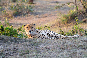 Beautiful cheetah relaxes in the grass at dusk, in the Masaai Mara Kenya