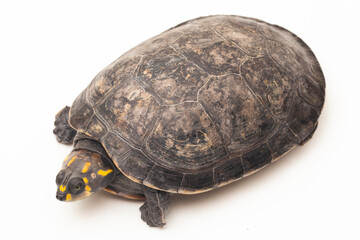Yellow-spotted Amazon River Turtle, Podocnemis unifilis isolated on white background
