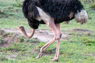 Interesting view of an ostrich bird roaming around in the grassland of the Masaai Mara Reserve - Kenya, Africa