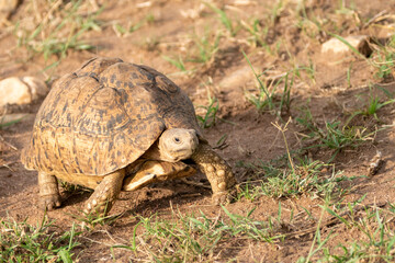 African helmeted turtle traveling on the road in the Masaai Mara Reserve in Kenya