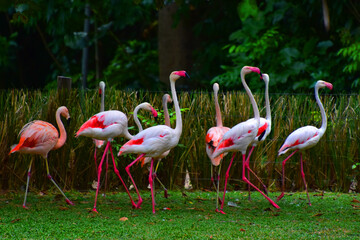 Dança Rosada: Flamingos no Mangal das Garças - obrazy, fototapety, plakaty