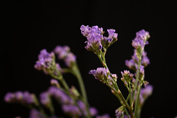 Fototapeta na wymiar Small Purple flowers used for filling, taken in a studio setup with a shallow depth of field 